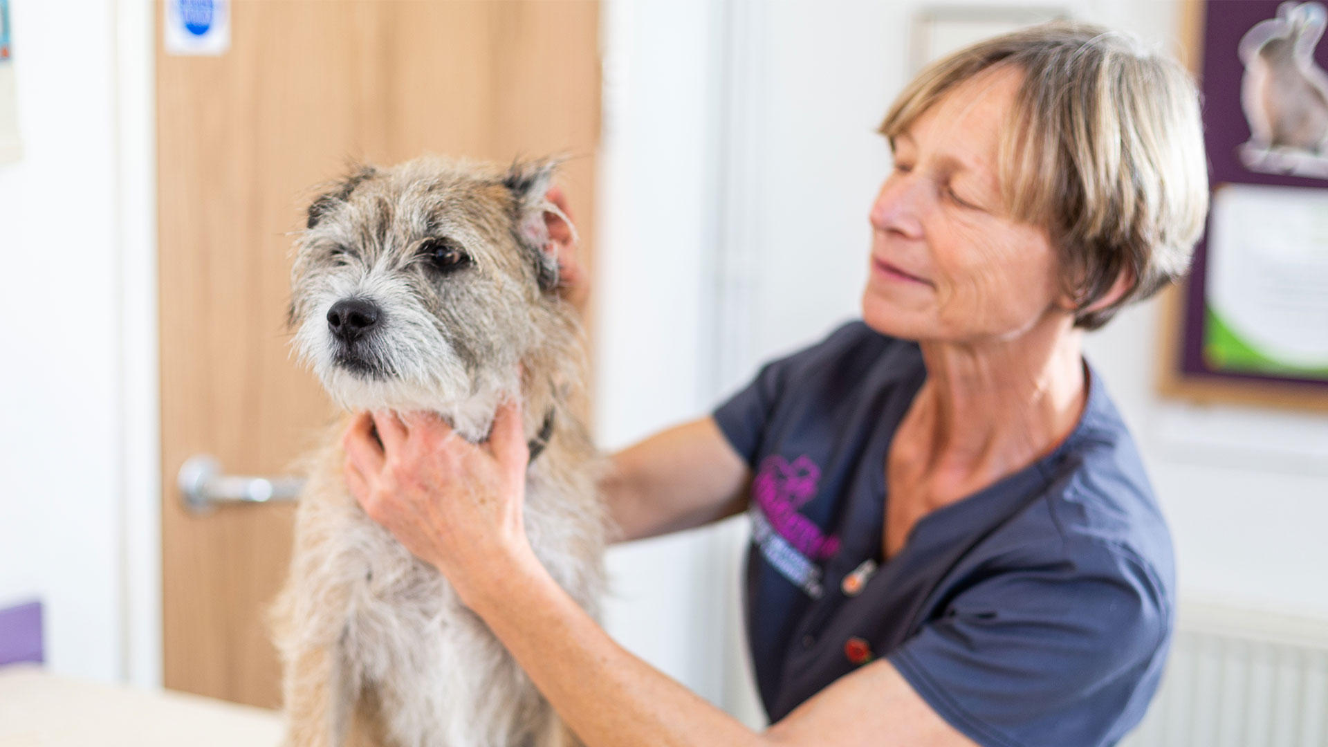 Pet Care Services In Plymouth Plymouth Vets Plymouth Vet Group