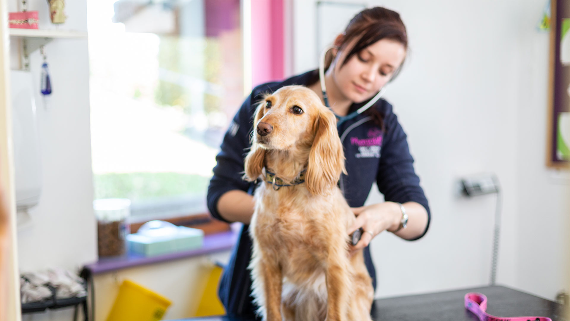 Pet Care Services In Plymouth Plymouth Vets Plymouth Vet Group