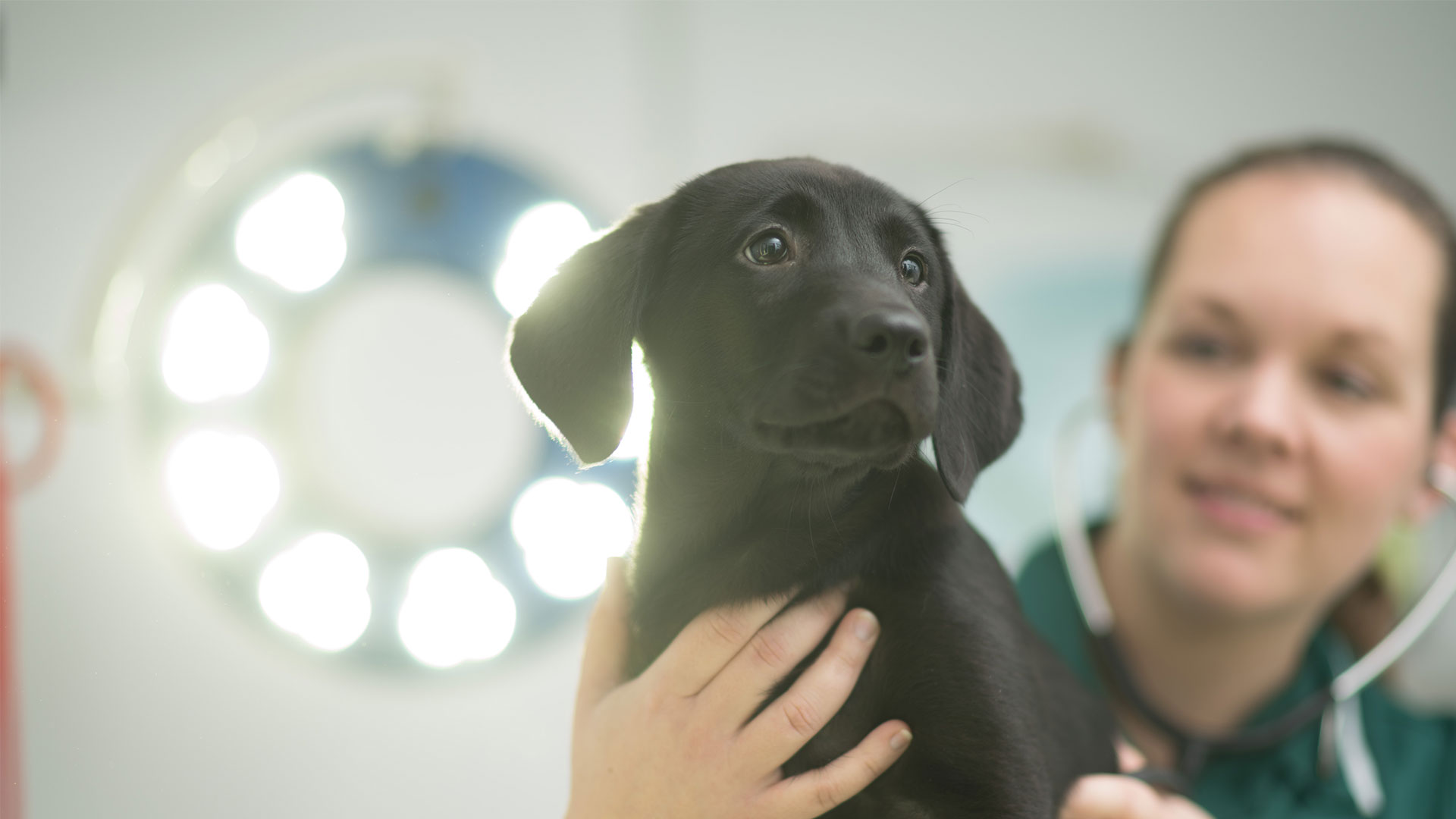 Register Your Pet Local Vets in Plymouth Plymouth Vet Group