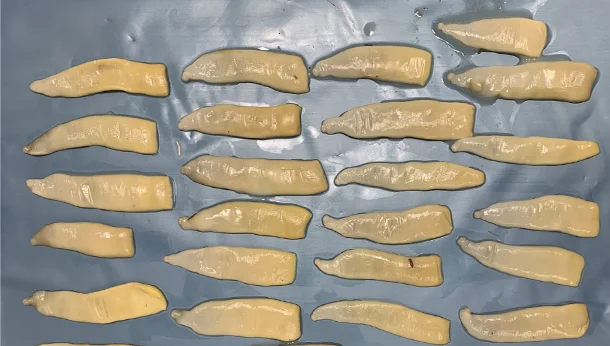 Tapeworms of different sizes