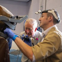 Sam Luis Hole - Veterinary Surgeon
