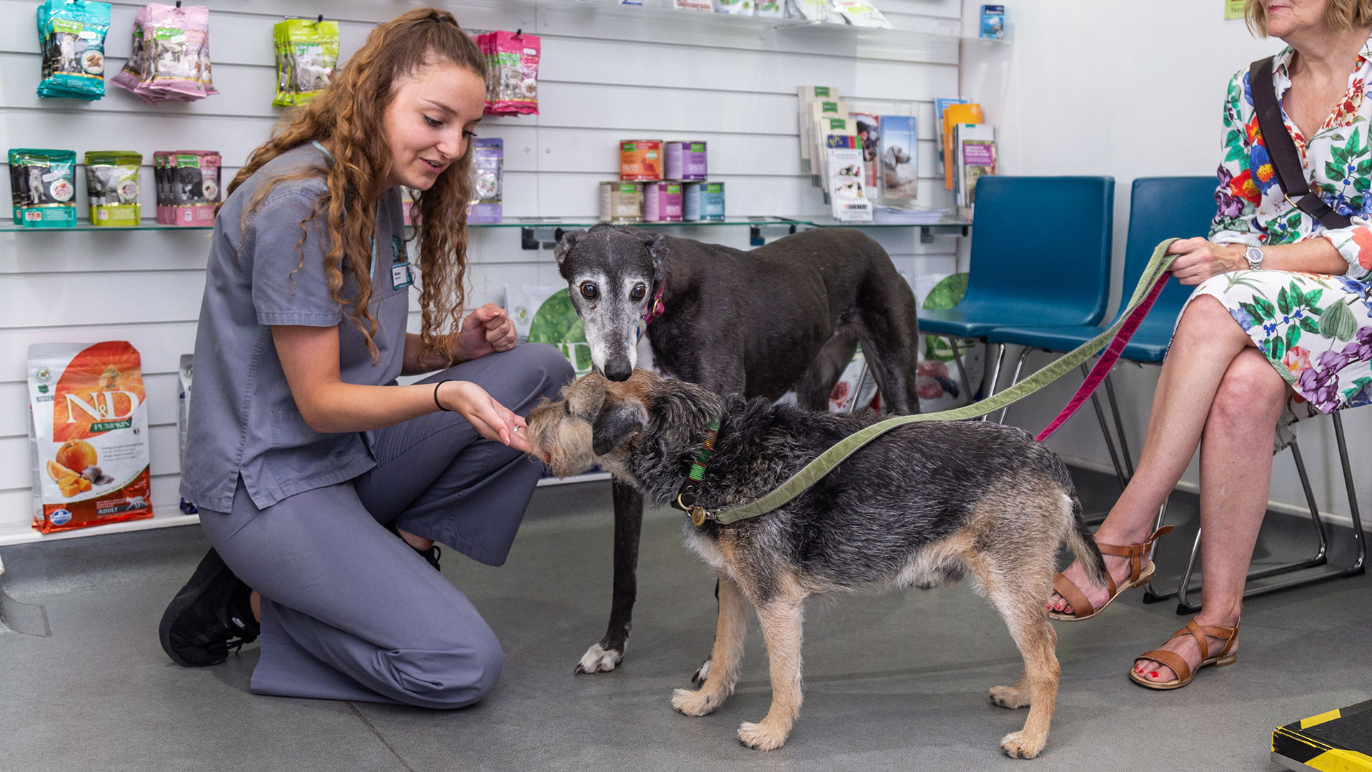 General Pet Advice From The Team Local vets in Fareham, Hampshire