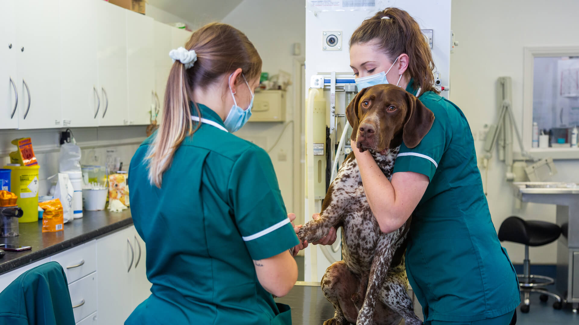 Veterinary Services Local Vets in Portishead Vale Vets Portishead