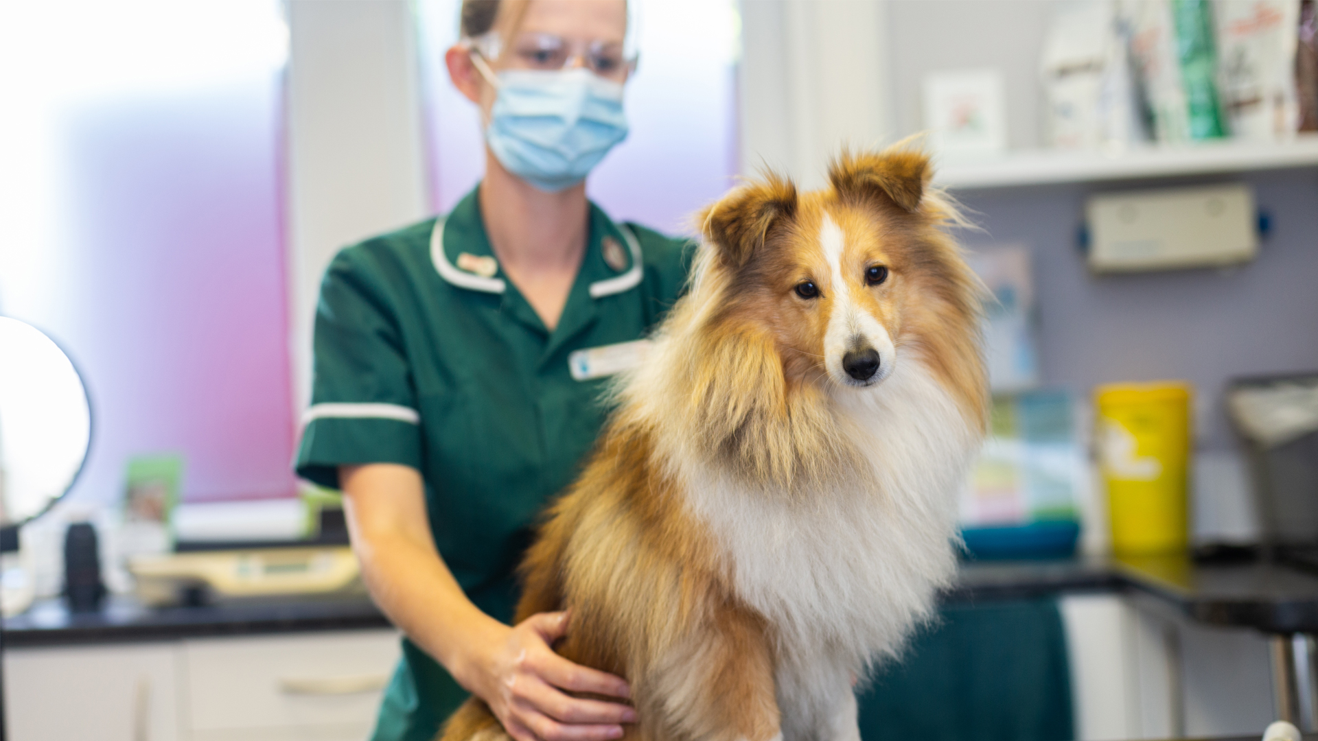 Vets in Portishead Affordable North Somerset Vets Vale Vets Portishead