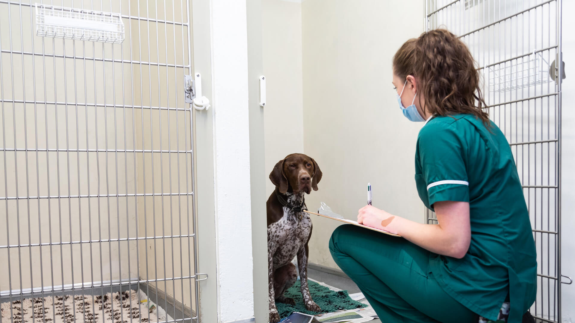 Jobs and Work Experience Local Vets in Portishead Vale Vets Portishead