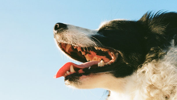 how to check if your dog has bad tooth