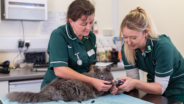 Services at Powderham Veterinary Group | Vets in Torquay and Newton ...