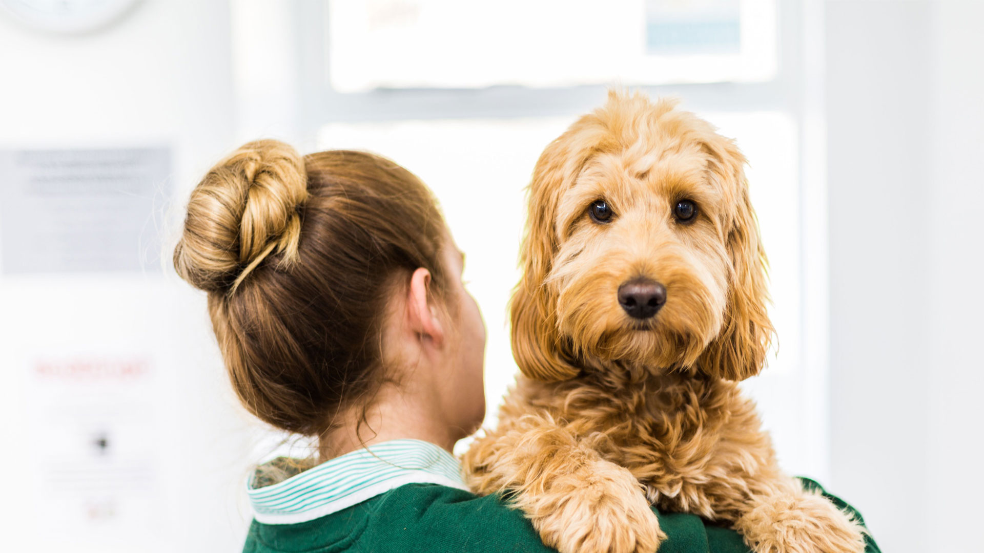 Vets In Torquay and Newton Abbot Local vets in Torquay and Newton