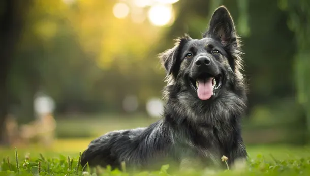 Large dog sitting in grass