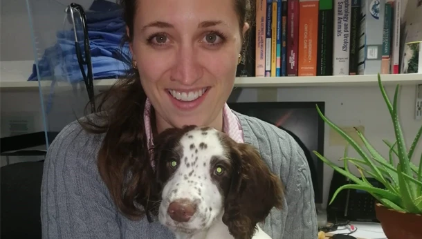 spaniel dog with injured leg