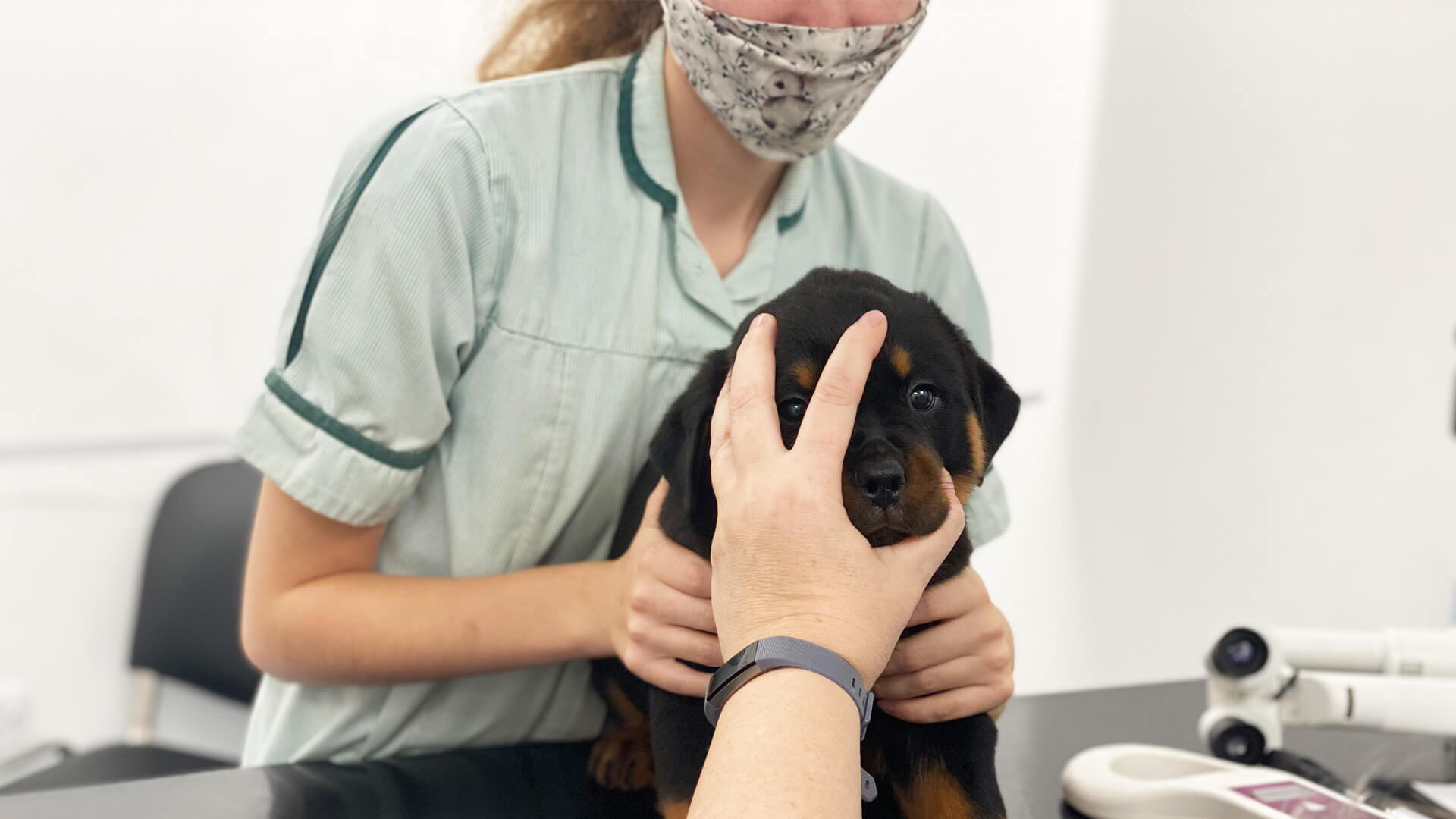 Veterinary Ophthalmologist Pride Veterinary Centre Pride Veterinary