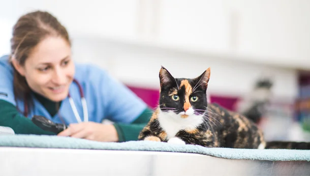 Vet and cat in consult