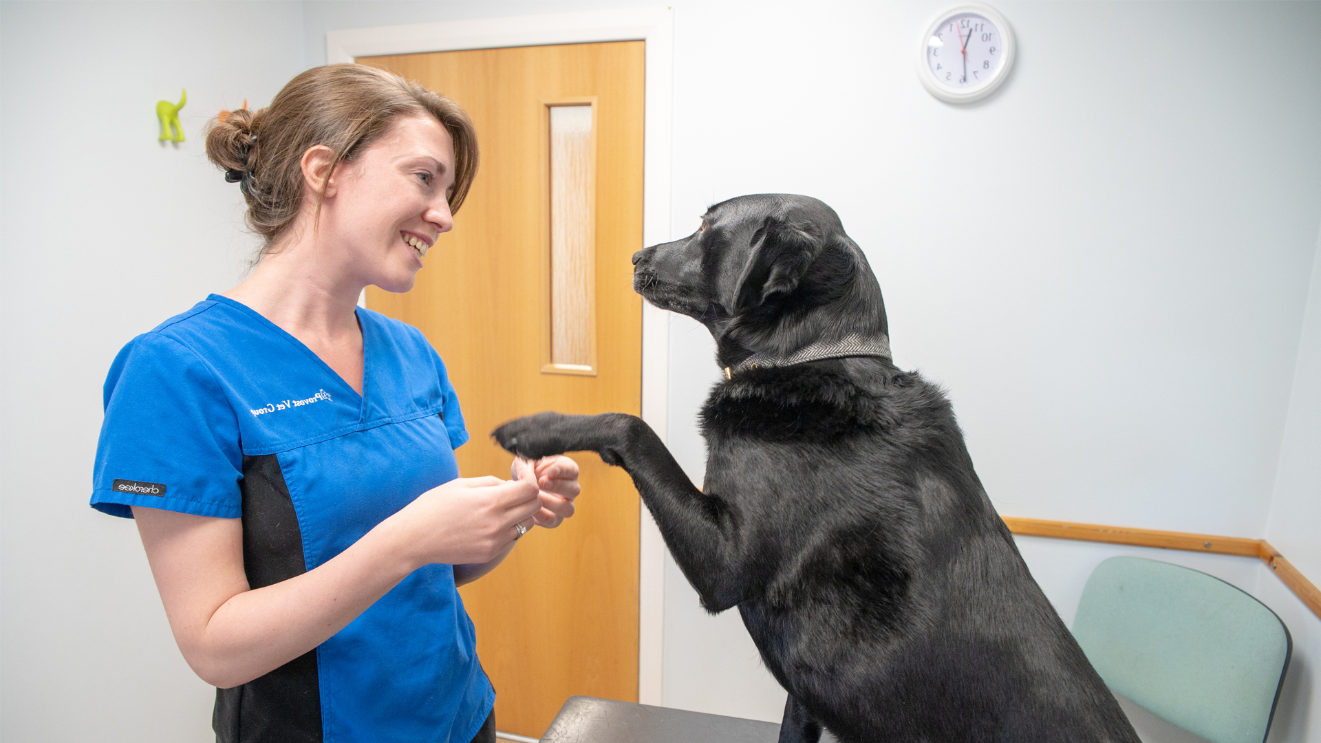 vet nursing jobs glasgow