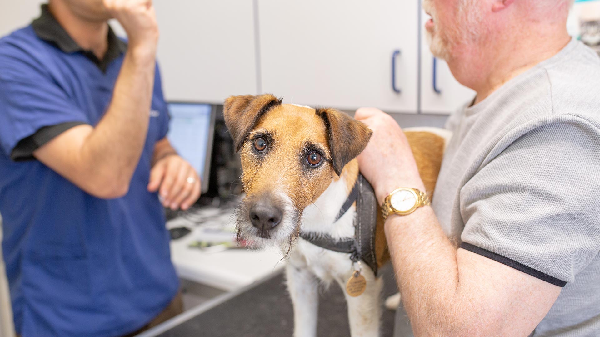 Blog Local Vets in St Andrews and Fife Provost Vets