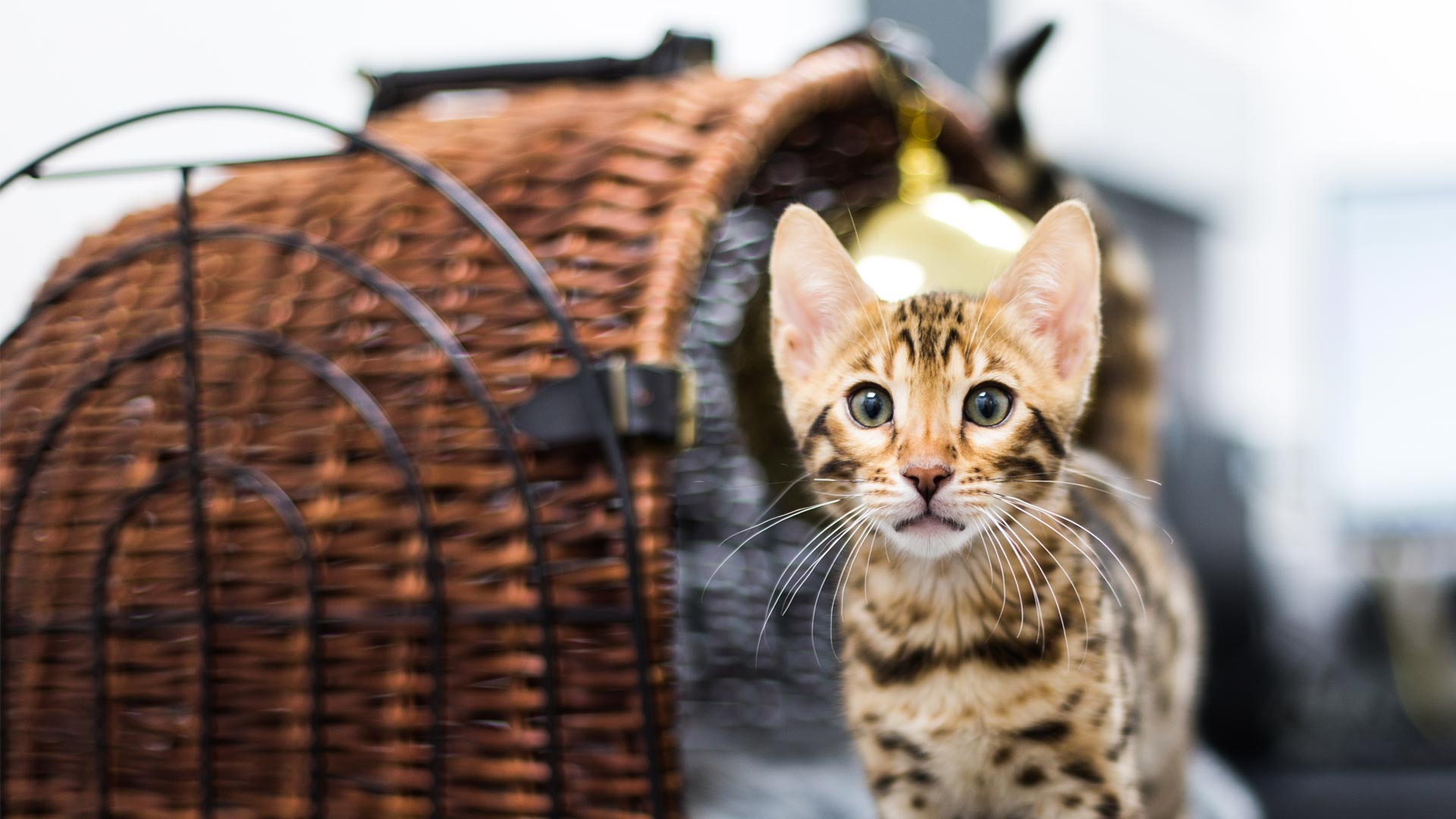 Cat friendly vets in St Andrews and Fife Provost Vets