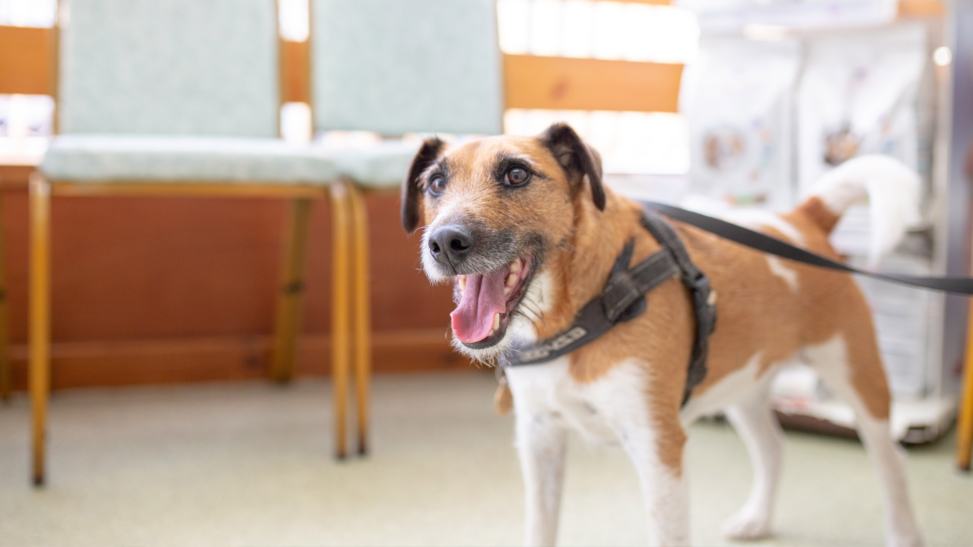 Veterinary Dental Services at Provost Vets in St Andrews and Fife