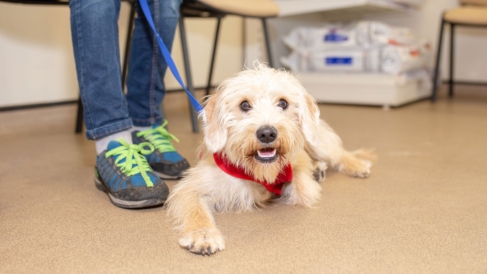 Pet Emergencies in St Andrews and Fife Provost Vets Provost Vets