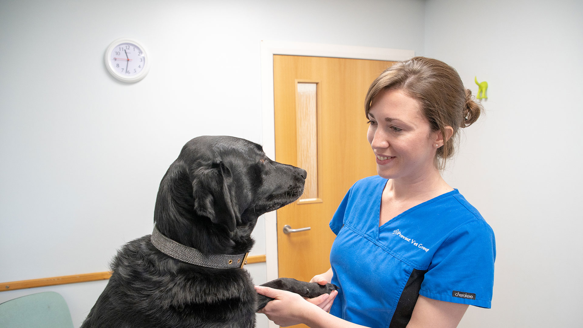 Vets in St Andrews and Fife | Affordable Scotland Vets in St Andrews and  Fife - Provost Vets