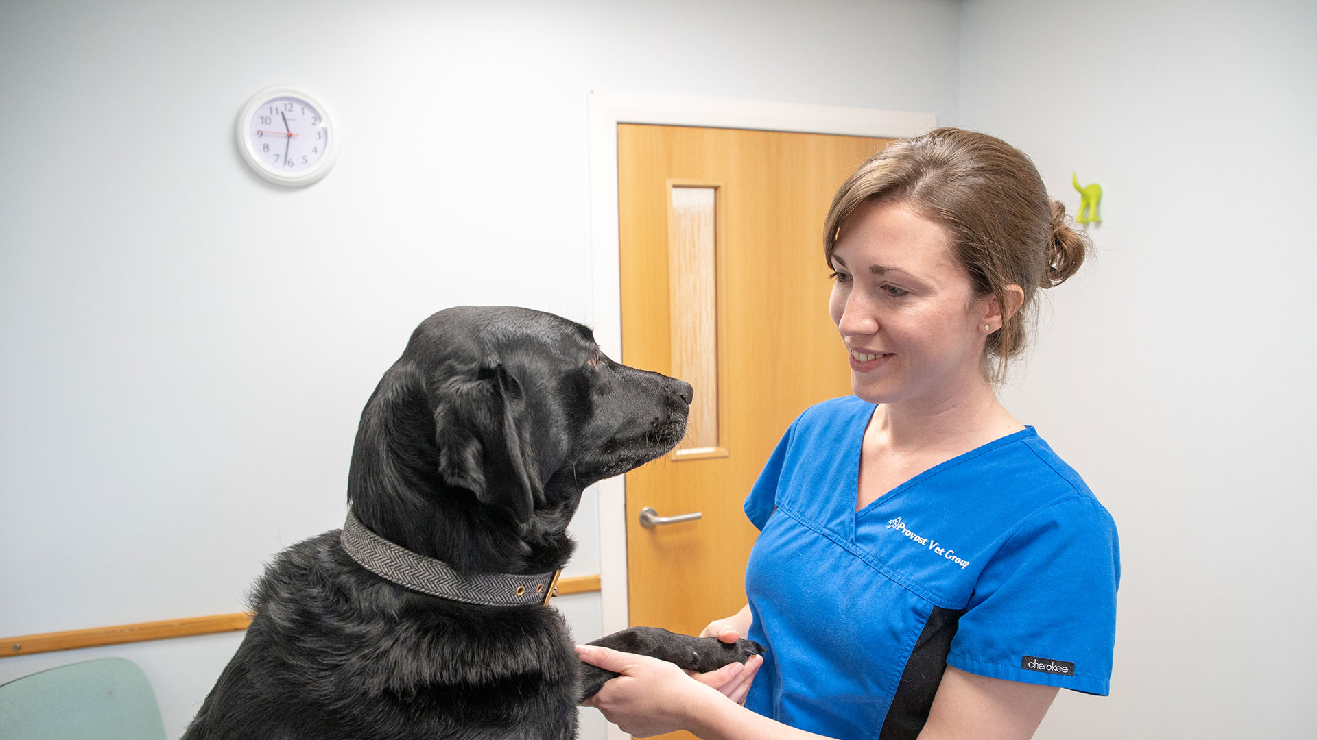 Vets in St Andrews and Fife | Affordable Scotland Vets in St Andrews and Fife - Provost Vets Vets in St Andrews and Fife | Affordable Scotland Vets in St Andrews and Fife - Provost Vets