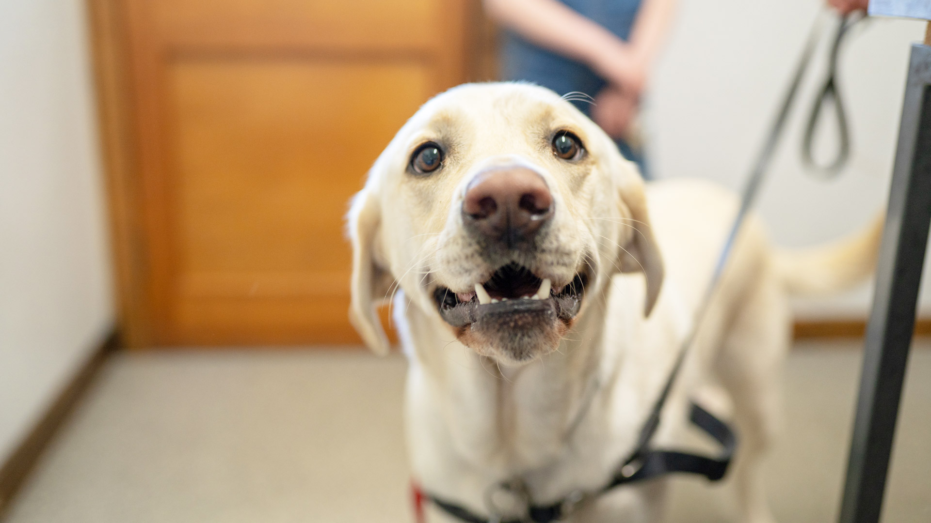 In house diagnostics at Provost Vets in St Andrews and Fife Provost