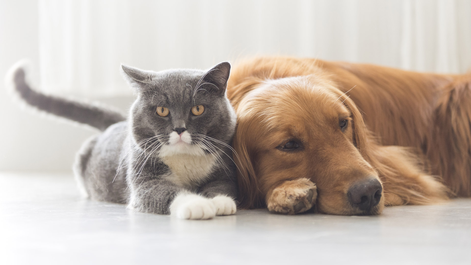 Neutering Services at Provost Vets in St Andrews and Fife Provost Vets