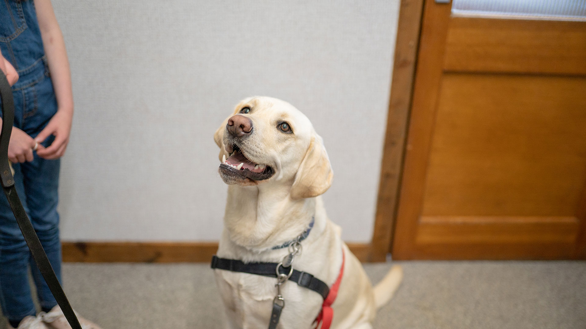 Pet Advice From Vets in Scotland Provost Vets