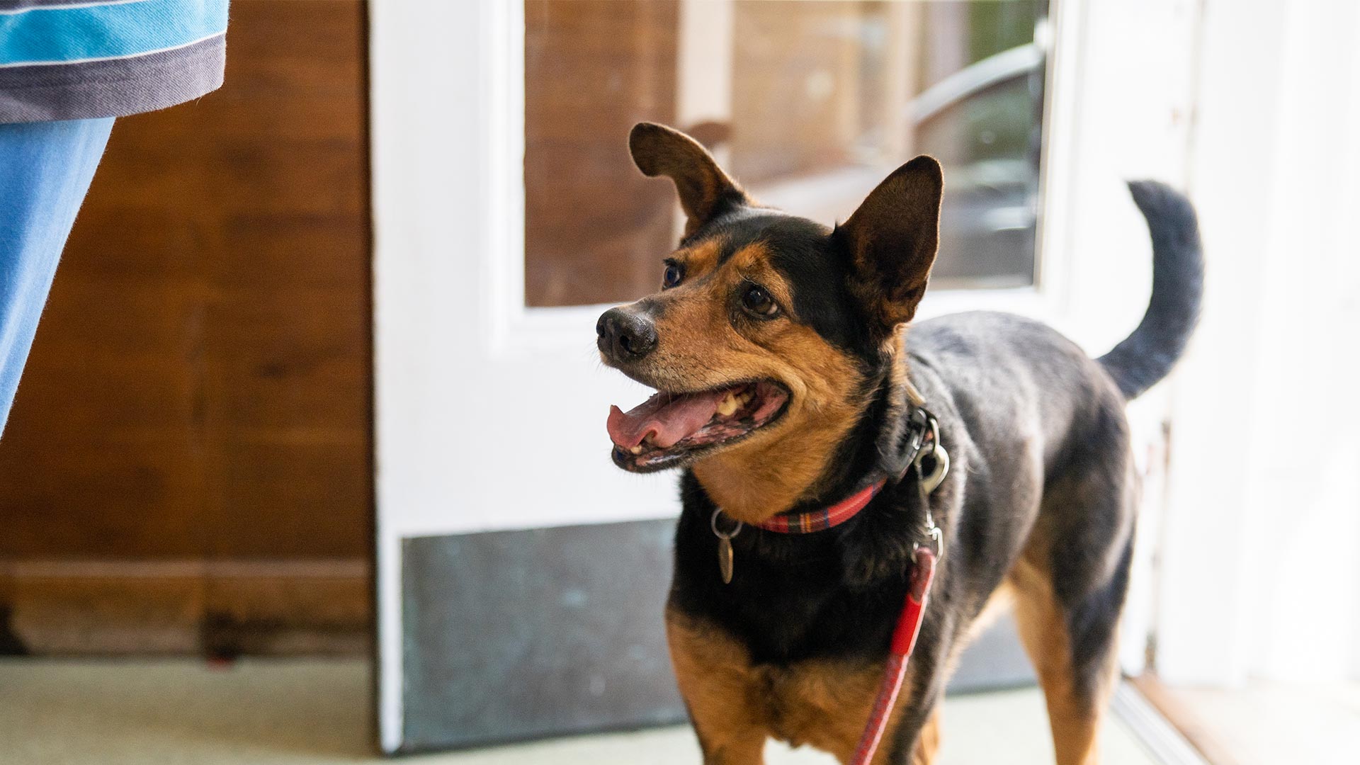 Great Offers From Vets in Scotland Provost Vets