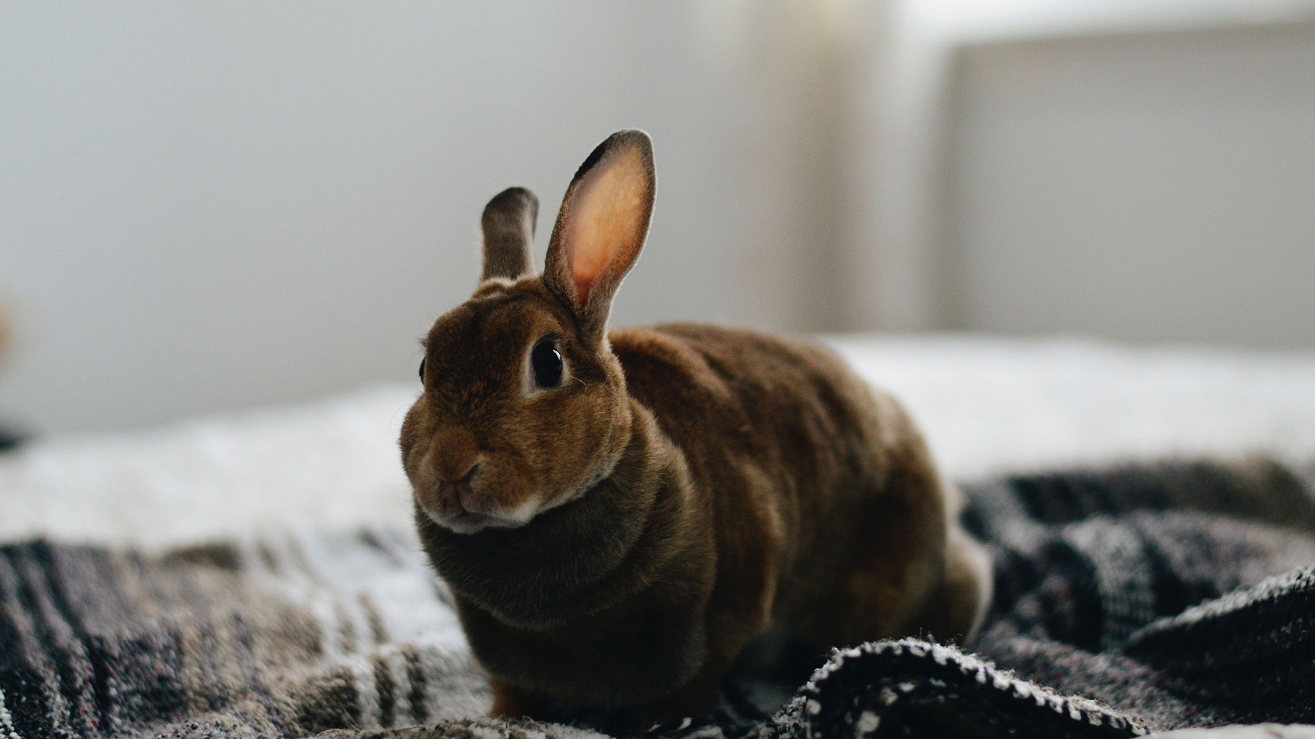 Pet Advice From Vets in Scotland Provost Vets