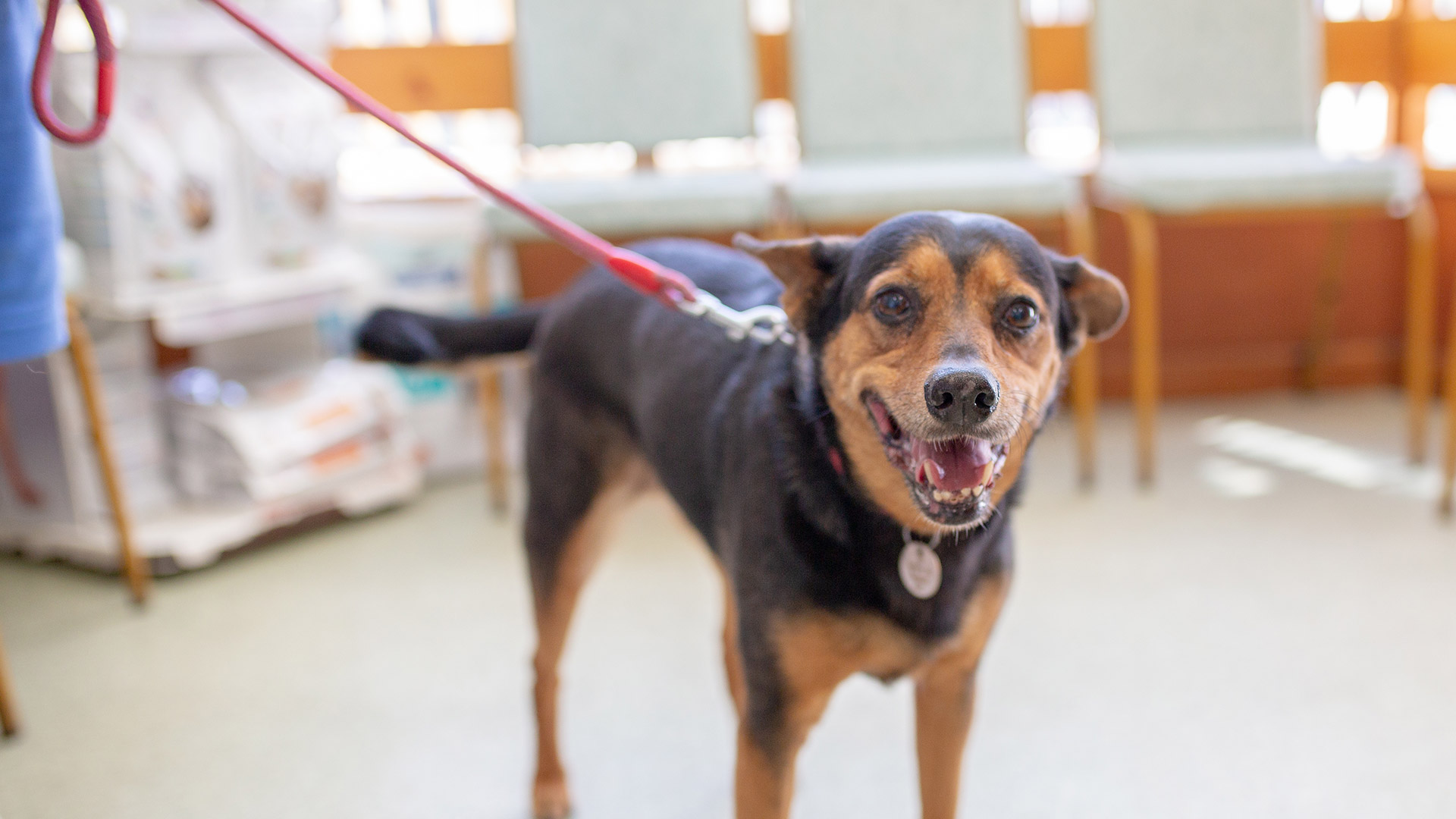 Register your pet Provost Vets