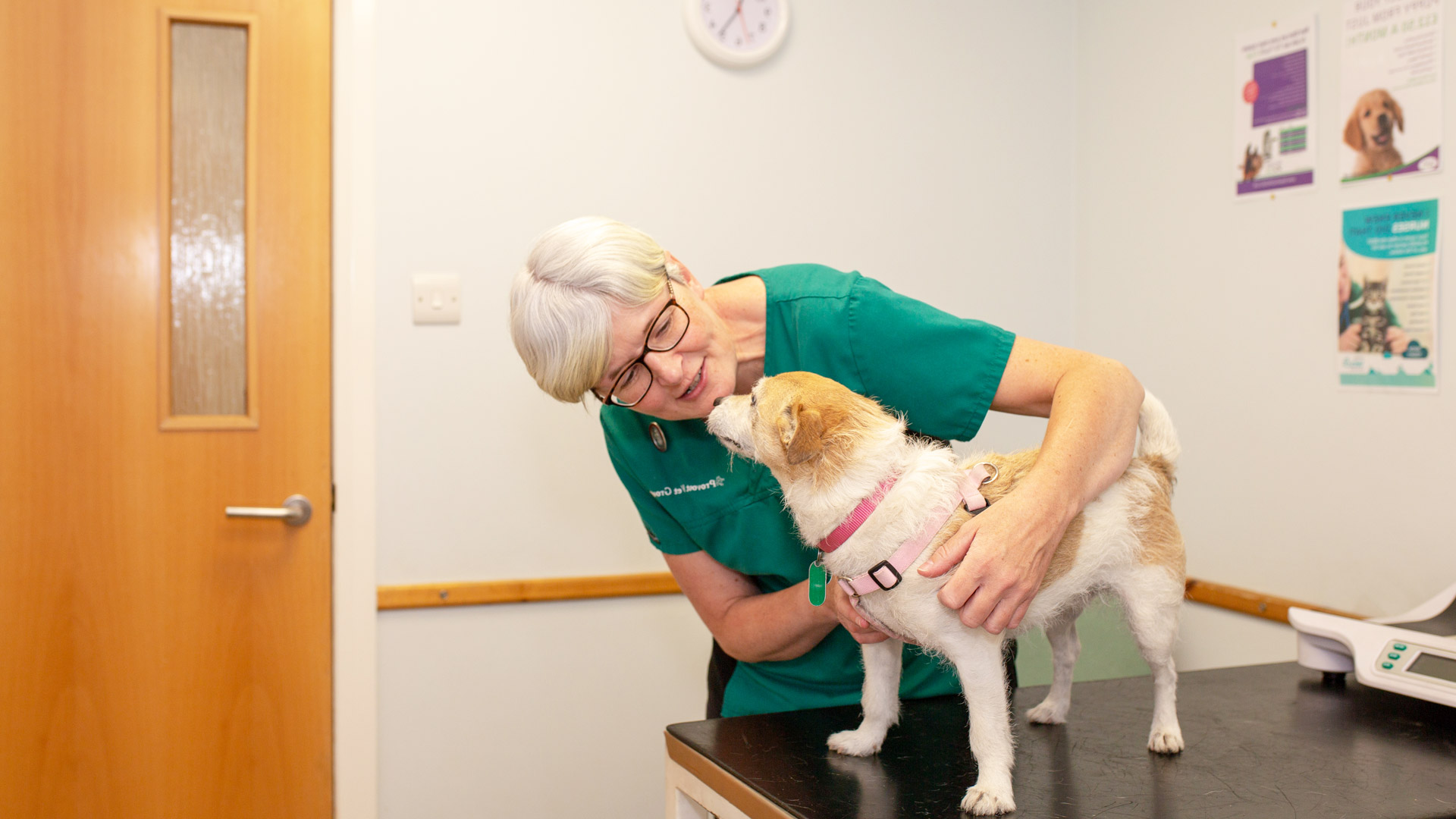 Free nurse clinics at Provost Vets in St Andrews and Fife Provost Vets