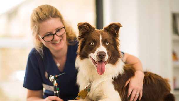 border-collie-consultation