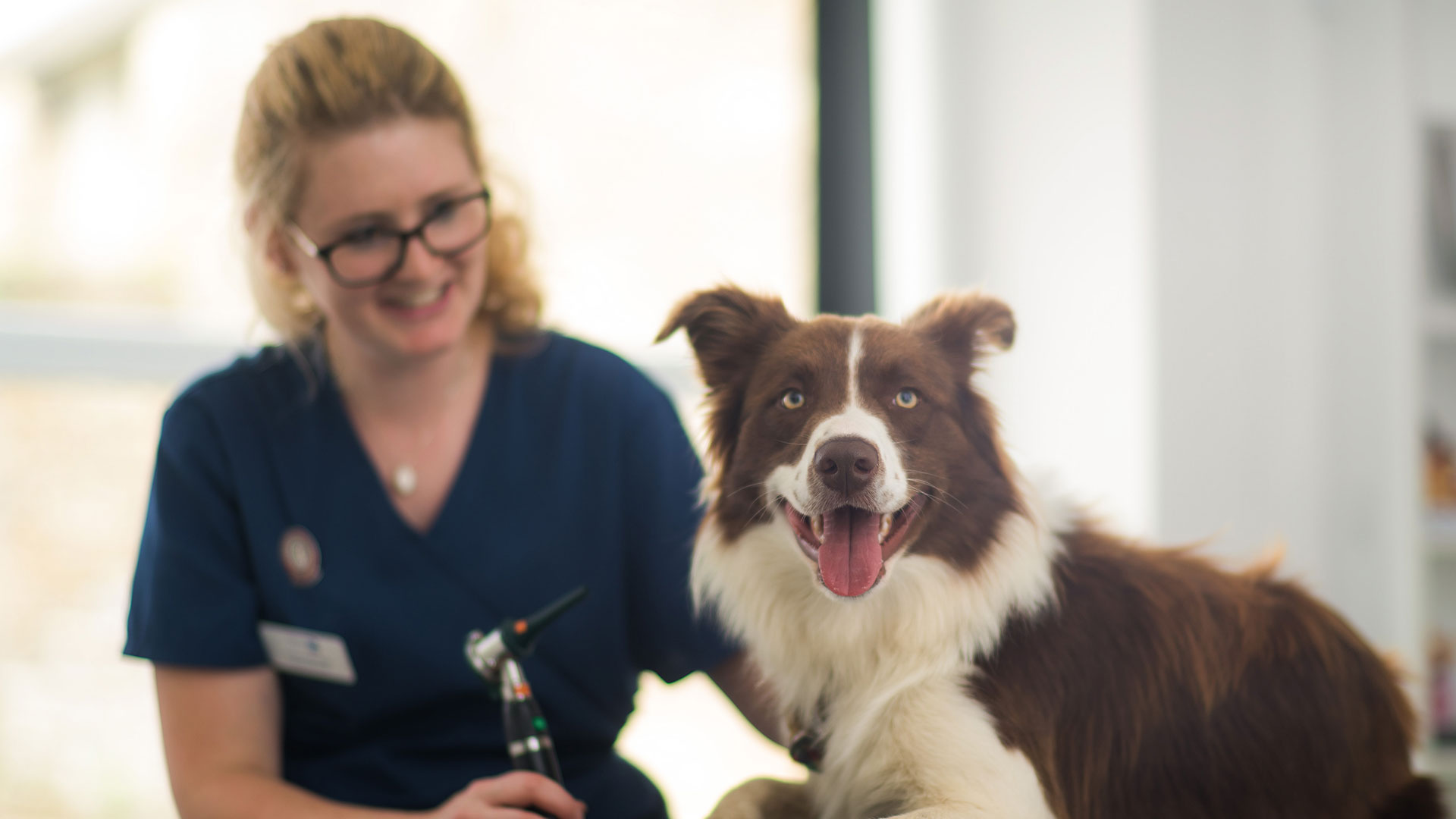 Pet Behaviour Advice from Vets in Swindon Purton Vets Purton Vets