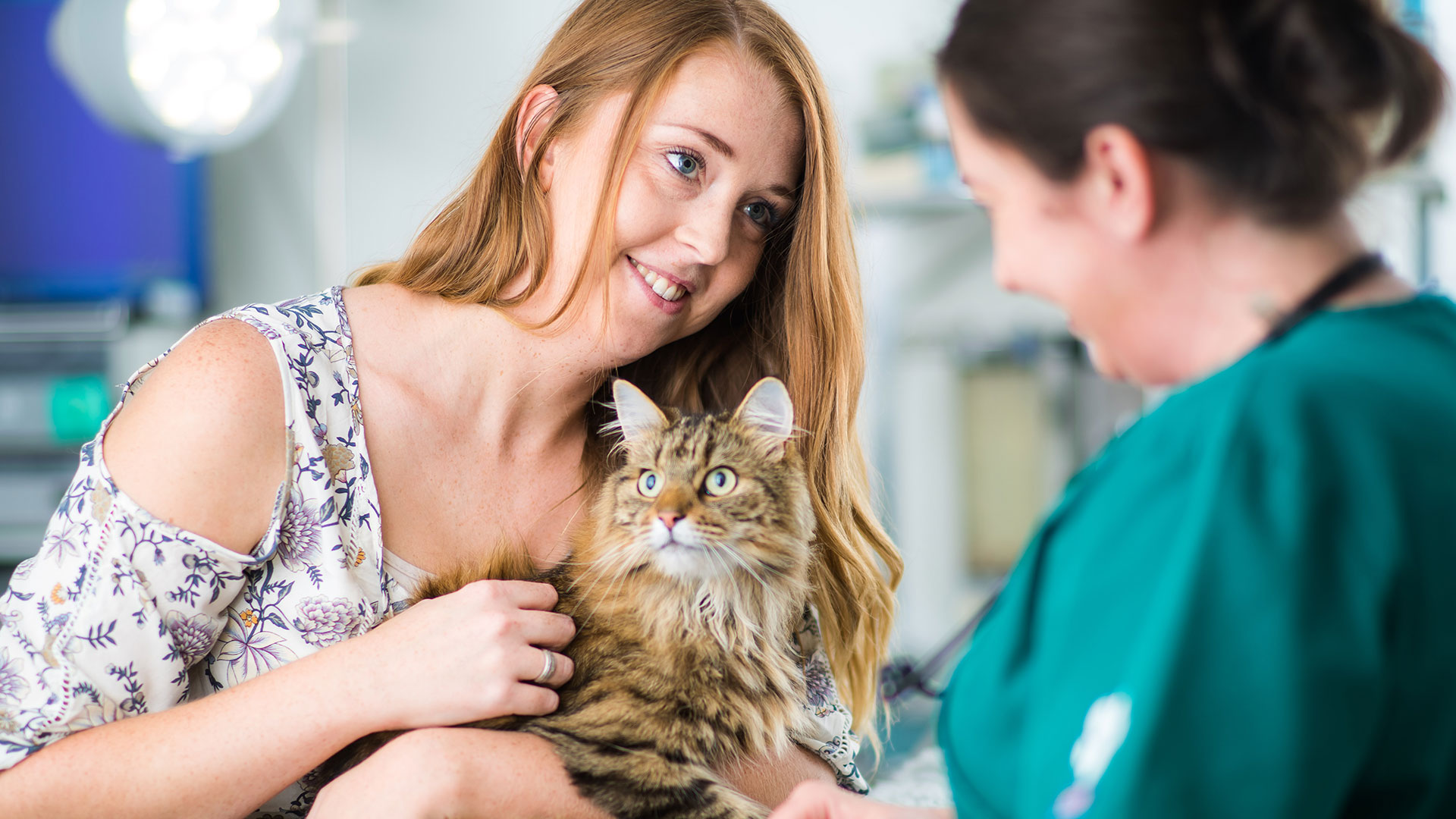 Cat Advice From Vets In Swindon Purton Vets Purton Vets