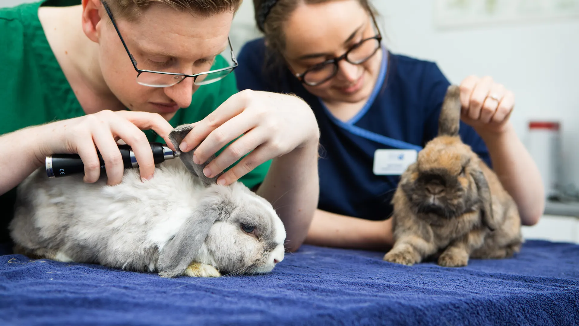 Rabbit Advice From Vets In Swindon | Purton Vets - Purton Vets