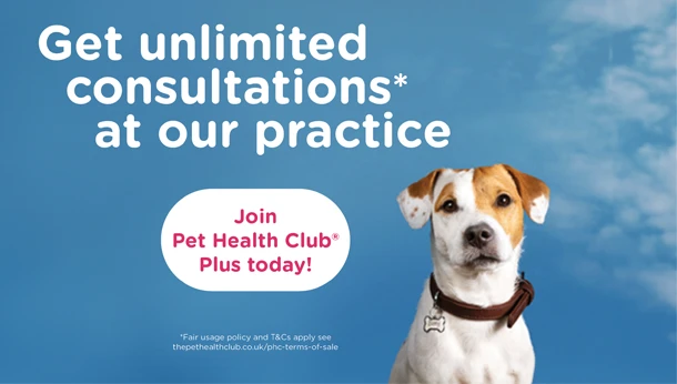 Pet Health Club dog