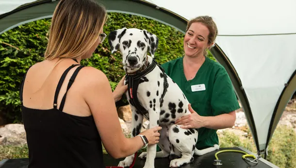 Dog - Nurse - Client