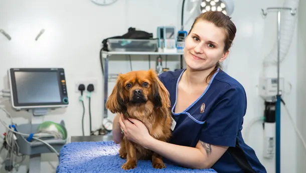 vet-small-dog