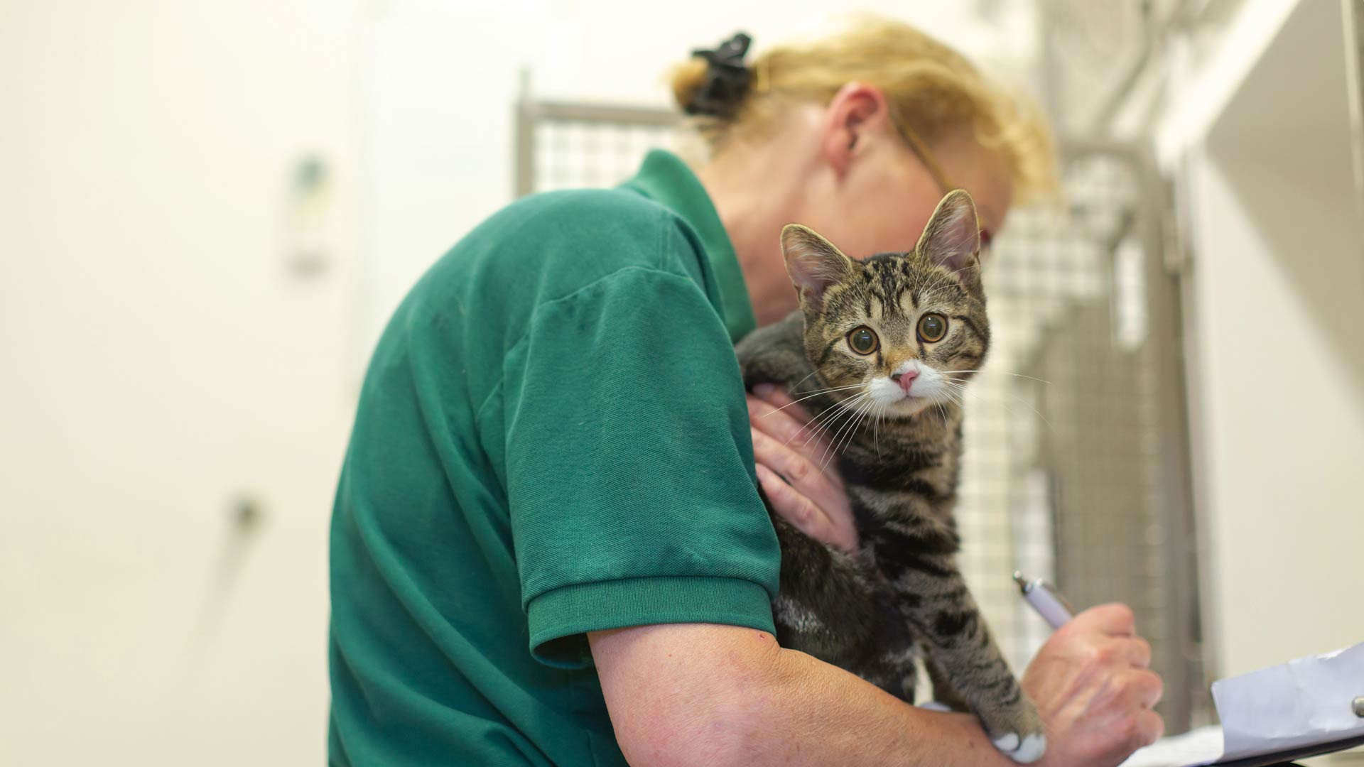 Contact us Local Vets in Boroughbridge, North Yorkshire Rae, Bean