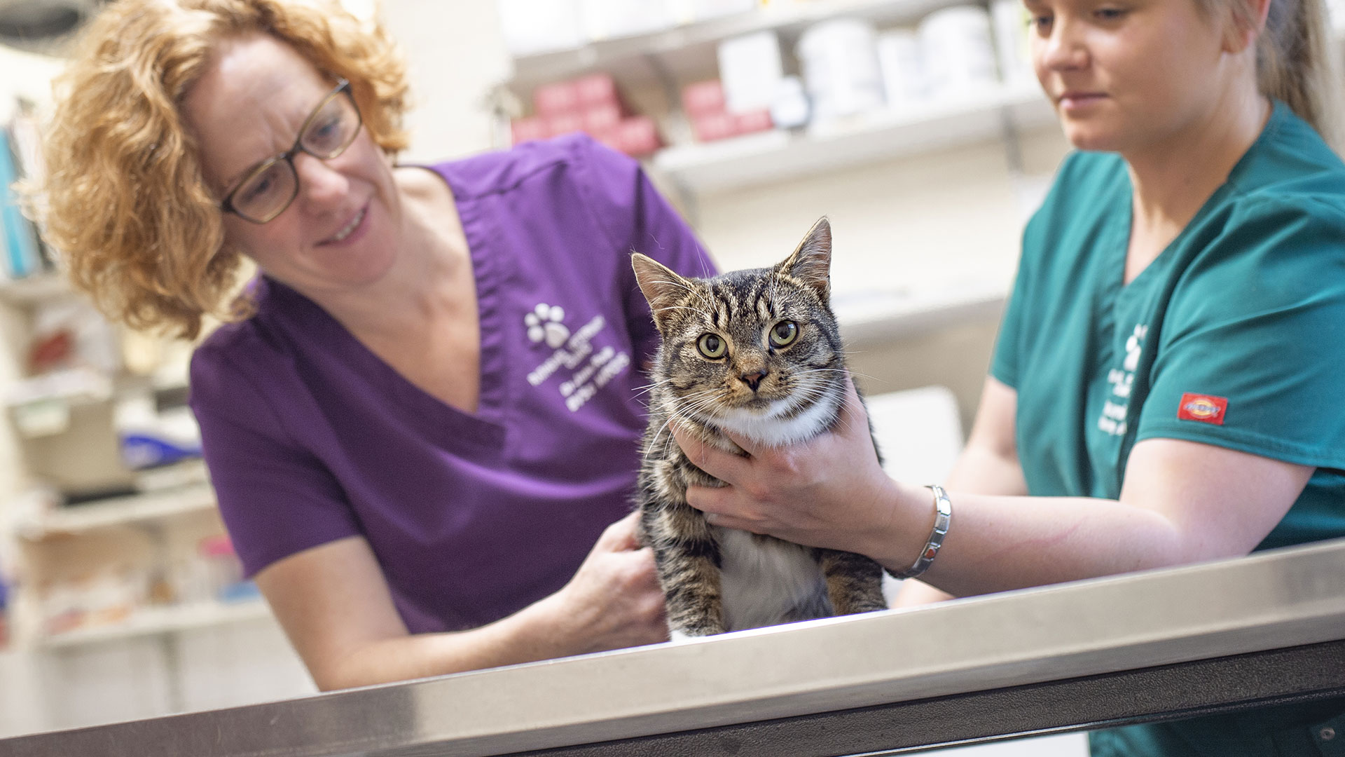 Vet Services in Bangor, County Down from your Local Vet Rathgael Vets