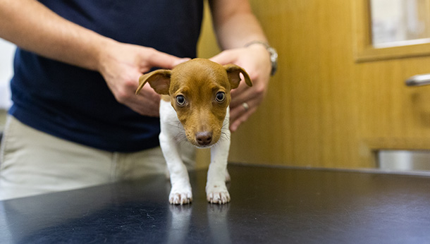 vet checks puppy