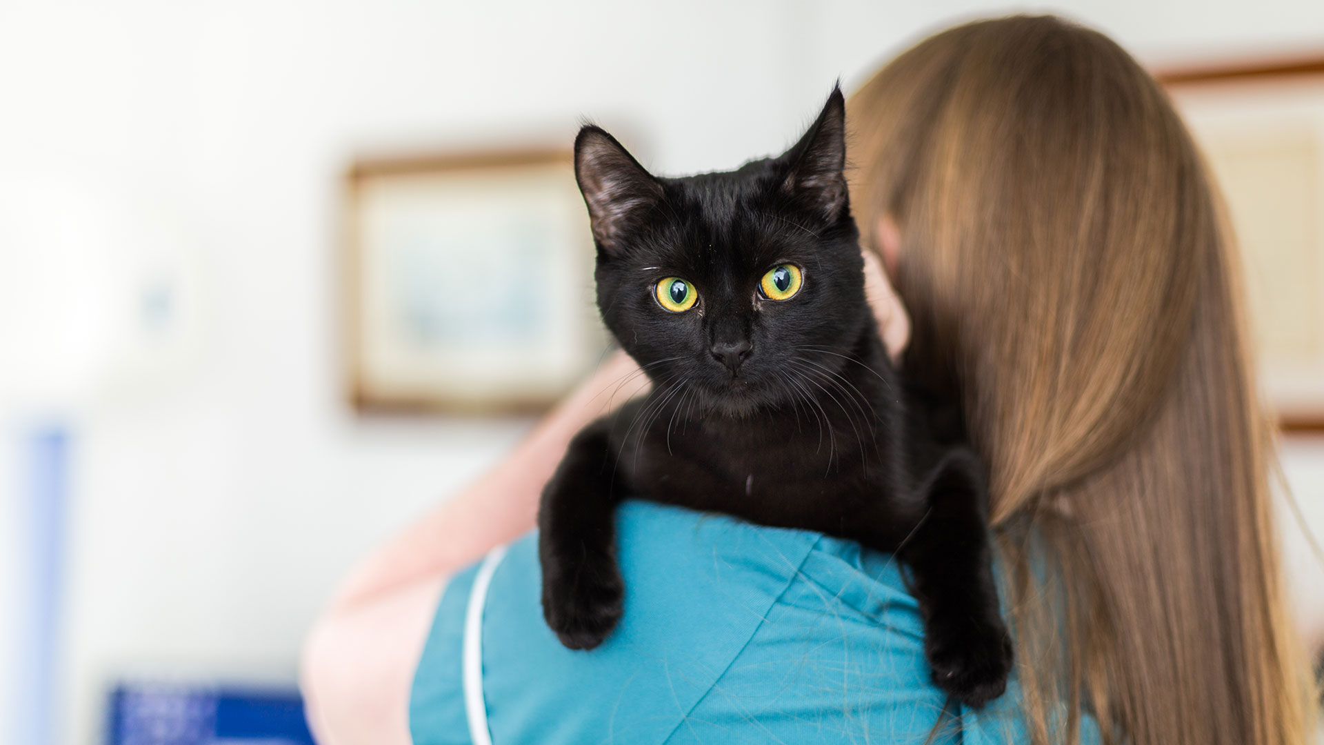 About us Local Vets in Belper Riverside Veterinary Centre