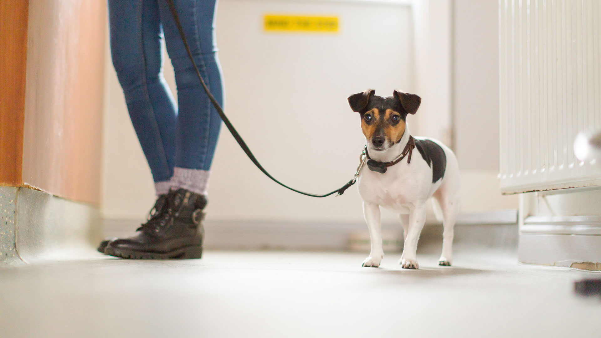 Top Quality Pet Care In Northumberland Robson Prescott Veterinary