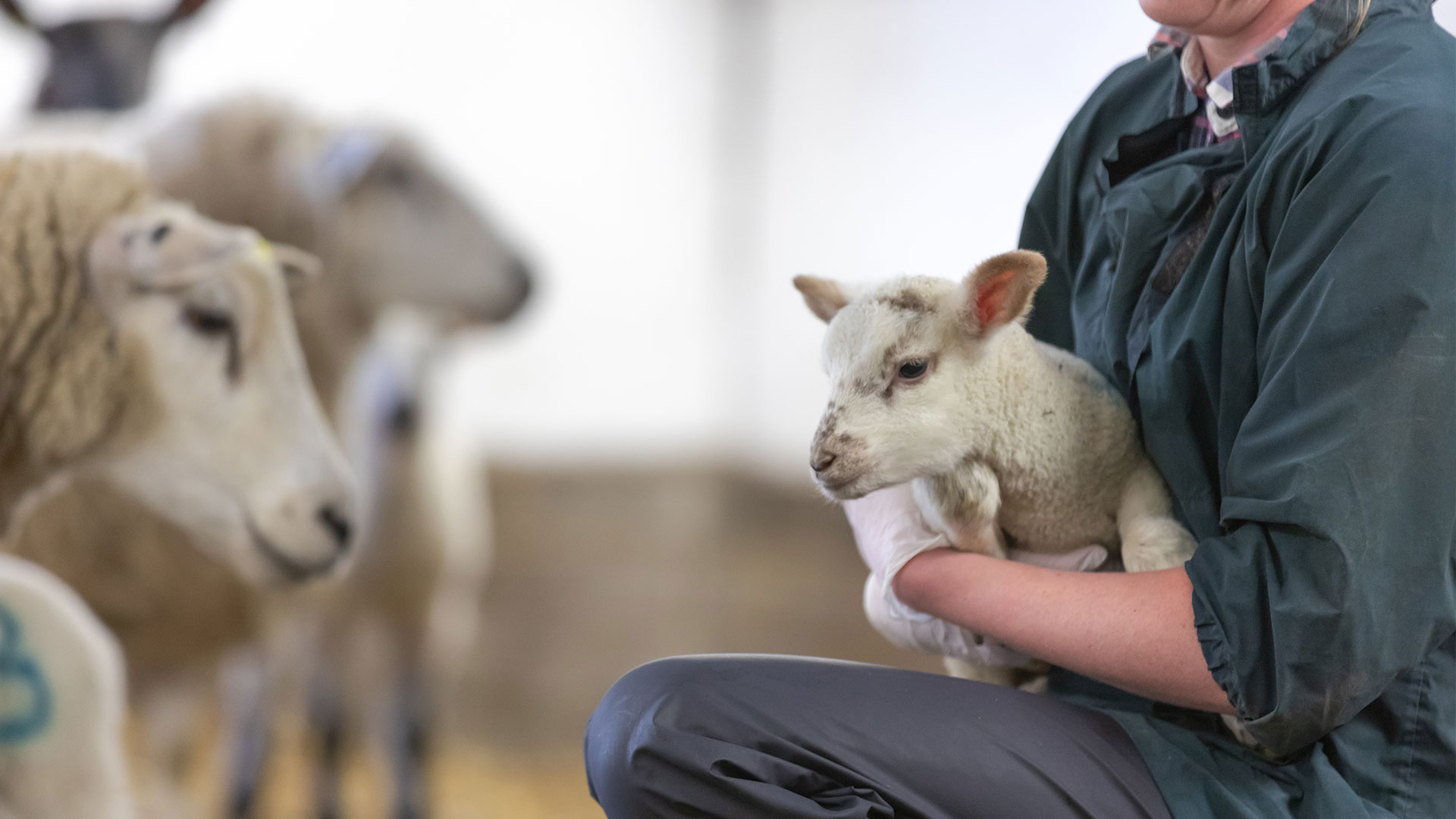 Farm Animal Services Robson & Prescott Vets in Northumberland