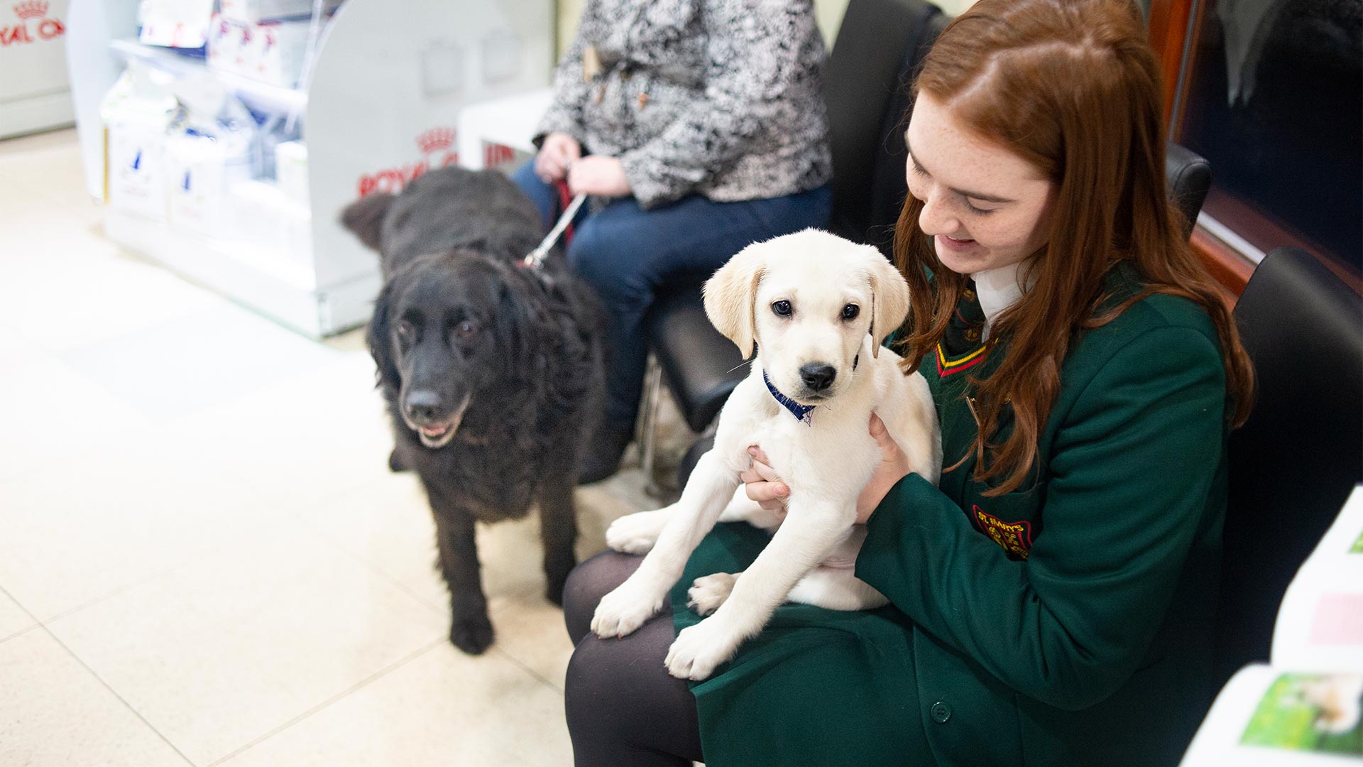 Blog Roe Valley Vets in Limavady Roe Valley Vets