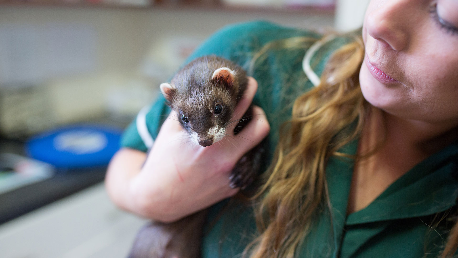 About us Local Vets in Plymouth Rosehill Vets