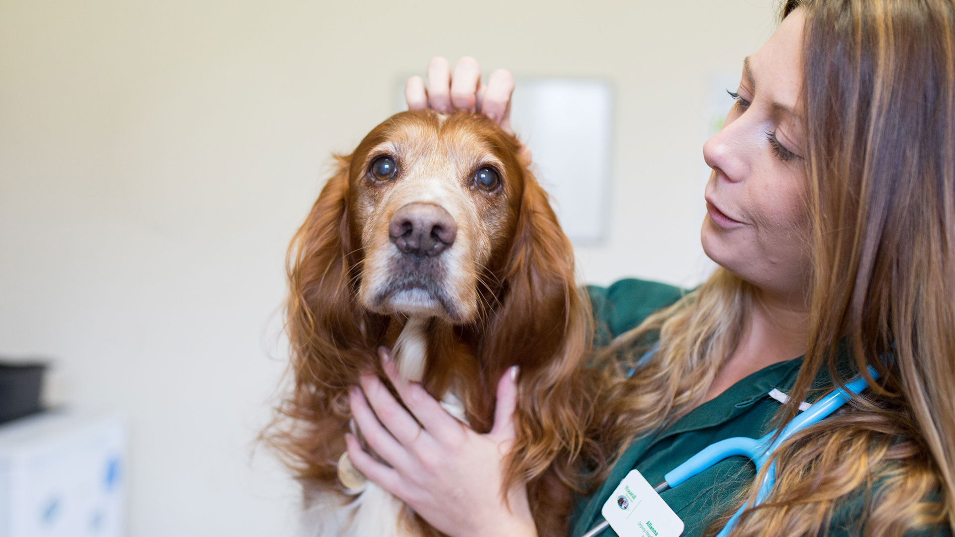 Veterinary Services Local Vets in Plymouth Rosehill Vets
