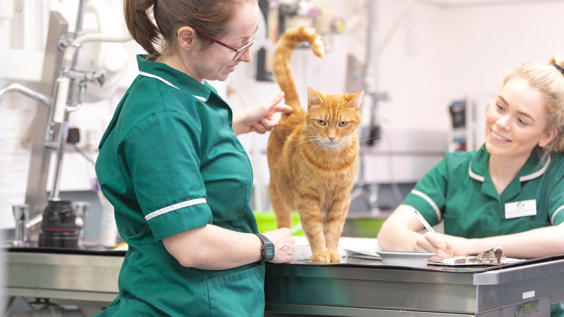 Contact Our Vet Team Middlesex Rosemary Avenue Vet Clinic