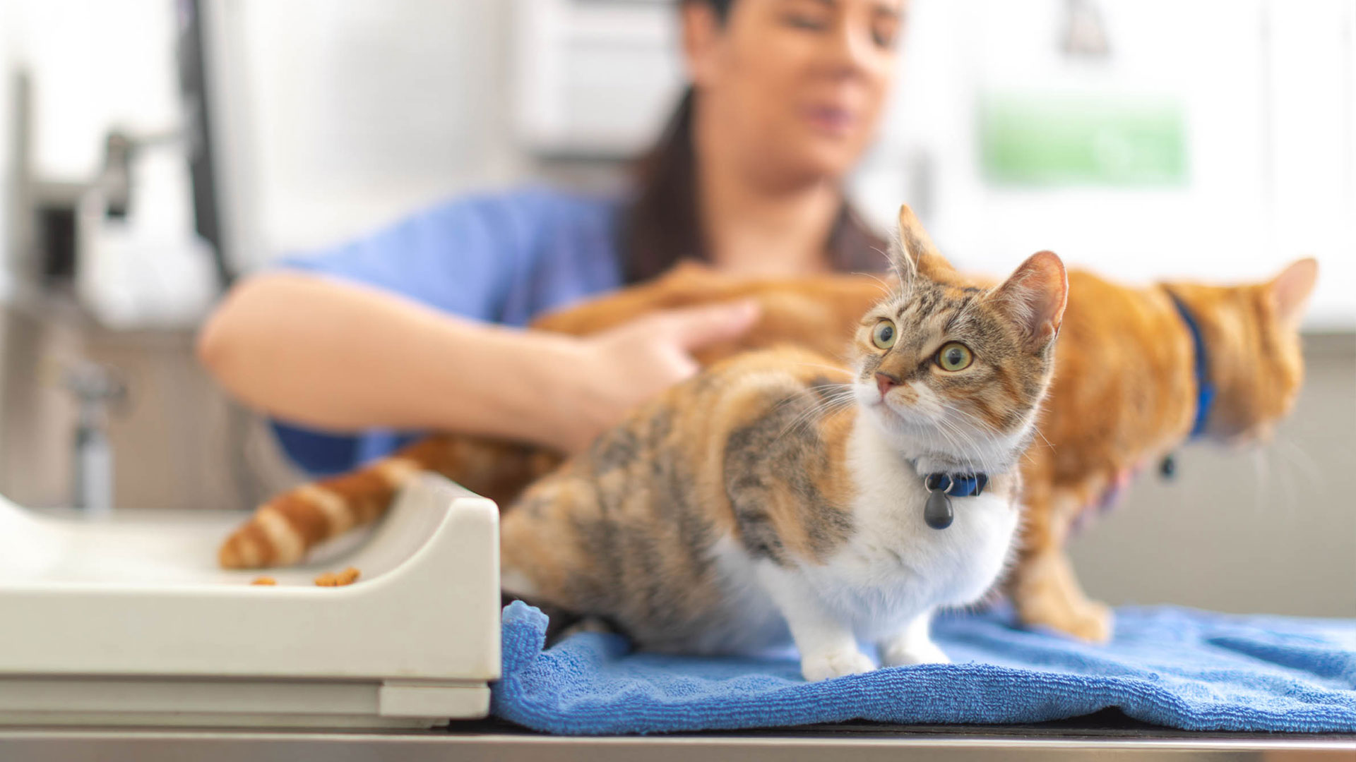 FAQs Your Local Vet In Enfield Rosemary Avenue Vet Clinic