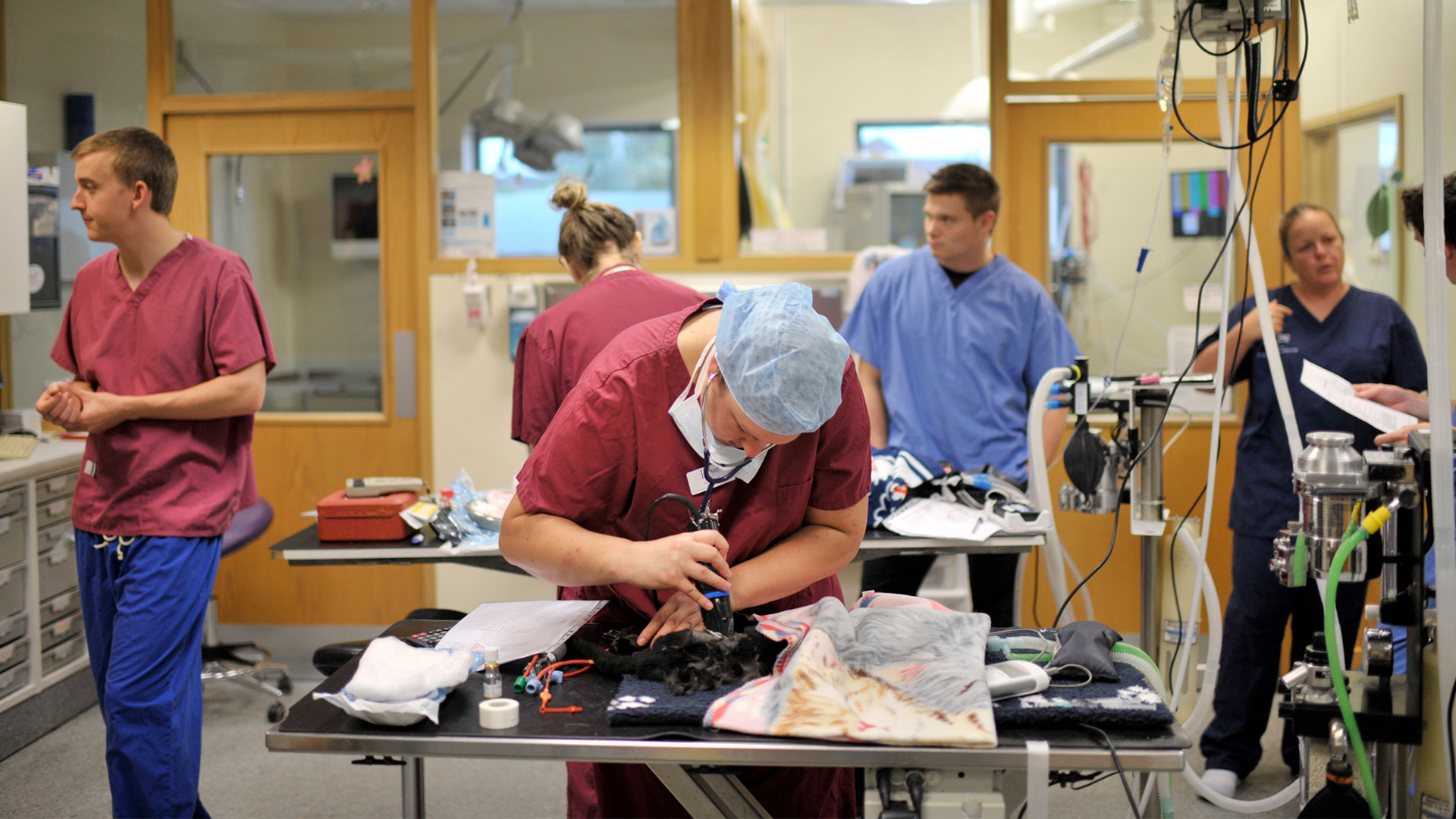 Meet The Team Rowe Veterinary Referrals South West Vet Referrals