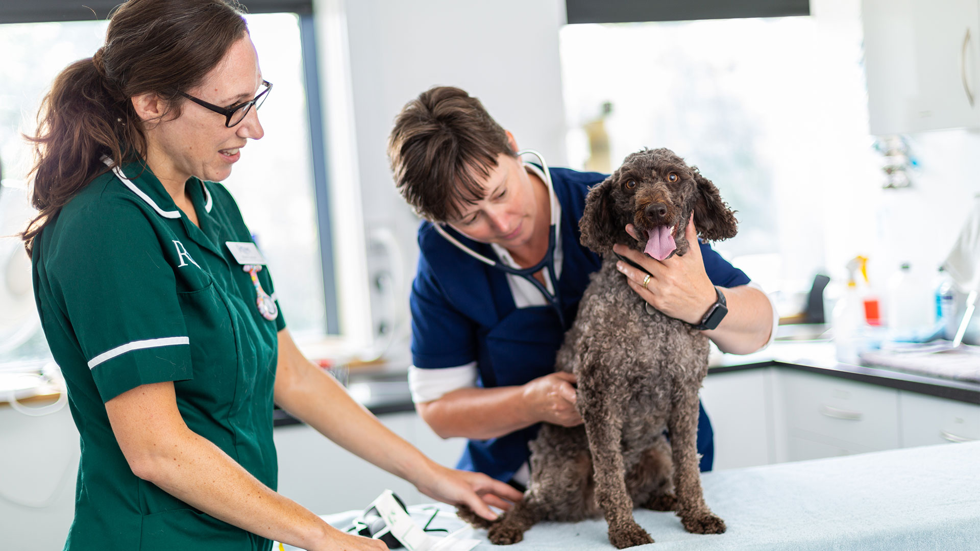Internal Medicine Rowe Veterinary Referrals South West Vet